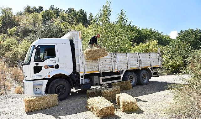 Ankara’da hayvan yetiştiricilerine ücretsiz yem desteği