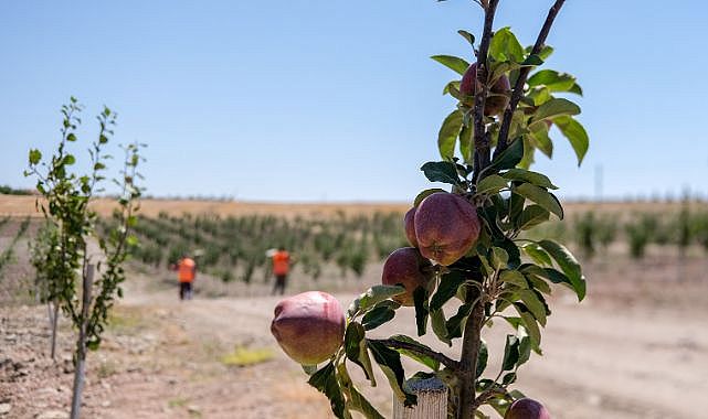 Altındağ'ın meyve ormanı meyvelerini verdi