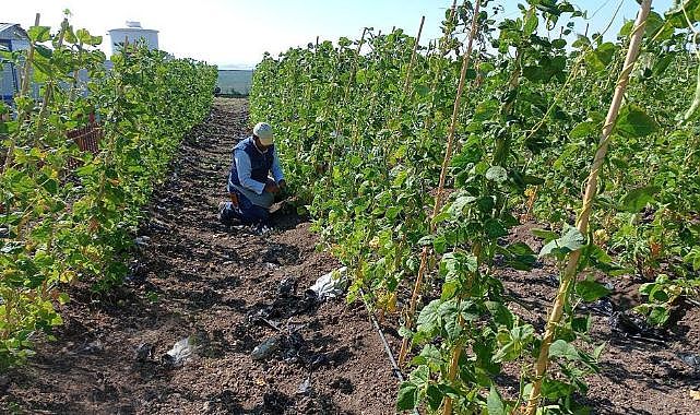Keçiören bostanında hasat başladı