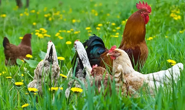 Tavukçulara ihracat sınırlaması geldi... Sektör temsilcileri üretimin düşebileceğini belirtiyor