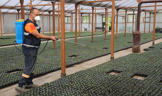 Çansera'da kışlık çiçek üretimi başladı