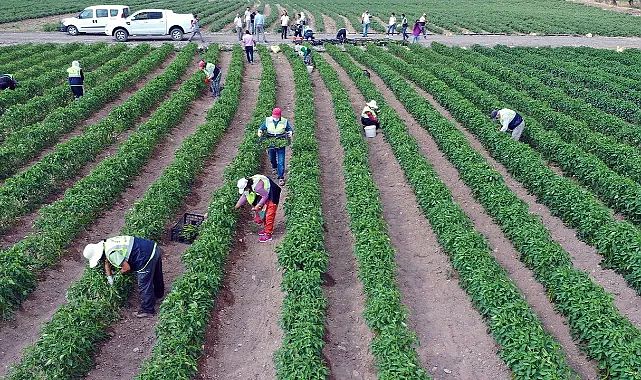 Ankara'ya yönelik tarımsal destekler 19 katına çıktı