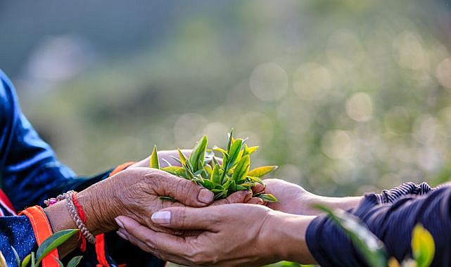 Ormanları ve su varlıklarını korumak artık bir tercih değil, zorunluluk