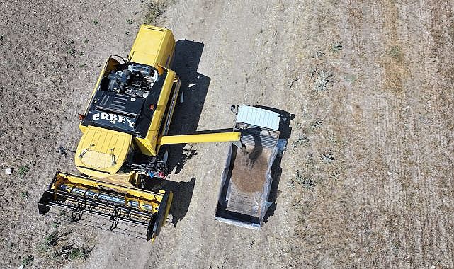 Gölbaşı'nda karabuğdayın ilk hasadı gerçekleşti