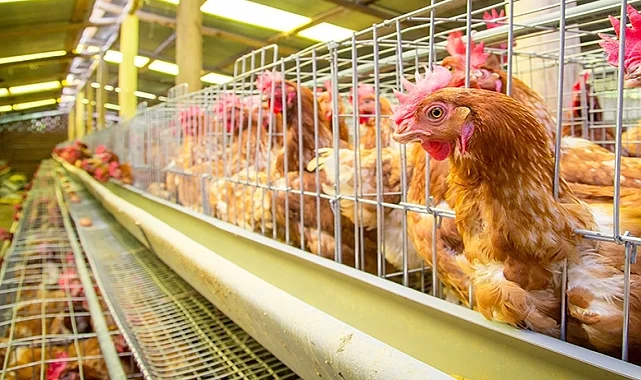 Yumurtacı tavukların kafes standardında değişiklik... Mevcut kafes sistemleri 2029'da sona eriyor