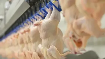 Tavuk eti üretimi mayısta azaldı